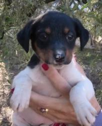 GPAR :: Grupo de Protección Animal de Rute