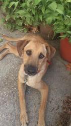 GPAR :: Grupo de Protección Animal de Rute