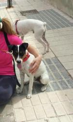 GPAR :: Grupo de Protección Animal de Rute