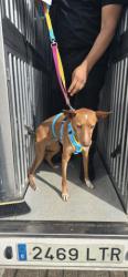GPAR :: Grupo de Protección Animal de Rute