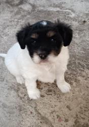 GPAR :: Grupo de Protección Animal de Rute