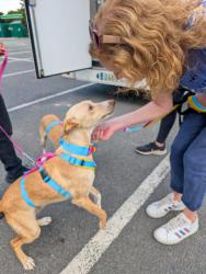 GPAR :: Grupo de Protección Animal de Rute