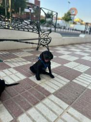 GPAR :: Grupo de Protección Animal de Rute