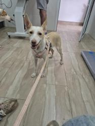 GPAR :: Grupo de Protección Animal de Rute