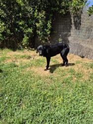 GPAR :: Grupo de Protección Animal de Rute