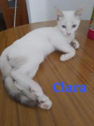 GPAR :: Grupo de Protección Animal de Rute