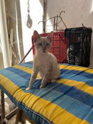 GPAR :: Grupo de Protección Animal de Rute