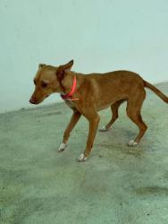 GPAR :: Grupo de Protección Animal de Rute