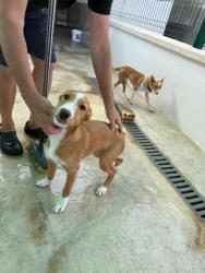 GPAR :: Grupo de Protección Animal de Rute