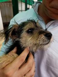 GPAR :: Grupo de Protección Animal de Rute