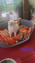 GPAR :: Grupo de Protección Animal de Rute