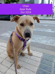 GPAR :: Grupo de Protección Animal de Rute