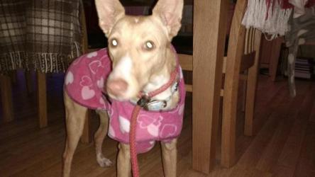 GPAR :: Grupo de Protección Animal de Rute
