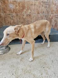 GPAR :: Grupo de Protección Animal de Rute
