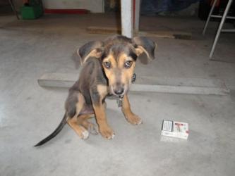 GPAR :: Grupo de Protección Animal de Rute