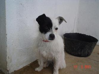 GPAR :: Grupo de Protección Animal de Rute