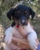 GPAR :: Grupo de Protección Animal de Rute