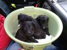 GPAR :: Grupo de Protección Animal de Rute