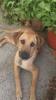 GPAR :: Grupo de Protección Animal de Rute