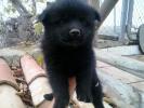 GPAR :: Grupo de Protección Animal de Rute