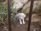 GPAR :: Grupo de Protección Animal de Rute