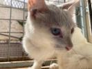 GPAR :: Grupo de Protección Animal de Rute