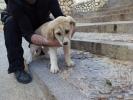 GPAR :: Grupo de Protección Animal de Rute