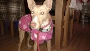 GPAR :: Grupo de Protección Animal de Rute