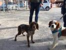 GPAR :: Grupo de Protección Animal de Rute