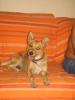 GPAR :: Grupo de Protección Animal de Rute