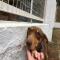GPAR :: Grupo de Protección Animal de Rute