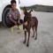 GPAR :: Grupo de Protección Animal de Rute
