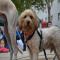 GPAR :: Grupo de Protección Animal de Rute
