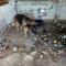 GPAR :: Grupo de Protección Animal de Rute