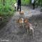 GPAR :: Grupo de Protección Animal de Rute