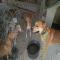 GPAR :: Grupo de Protección Animal de Rute