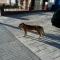 GPAR :: Grupo de Protección Animal de Rute