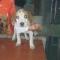 GPAR :: Grupo de Protección Animal de Rute