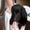 GPAR :: Grupo de Protección Animal de Rute