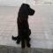 GPAR :: Grupo de Protección Animal de Rute