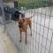GPAR :: Grupo de Protección Animal de Rute