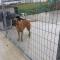 GPAR :: Grupo de Protección Animal de Rute