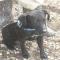 GPAR :: Grupo de Protección Animal de Rute