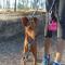 GPAR :: Grupo de Protección Animal de Rute