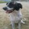 GPAR :: Grupo de Protección Animal de Rute