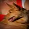 GPAR :: Grupo de Protección Animal de Rute