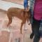 GPAR :: Grupo de Protección Animal de Rute