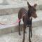 GPAR :: Grupo de Protección Animal de Rute