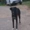 GPAR :: Grupo de Protección Animal de Rute