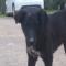 GPAR :: Grupo de Protección Animal de Rute